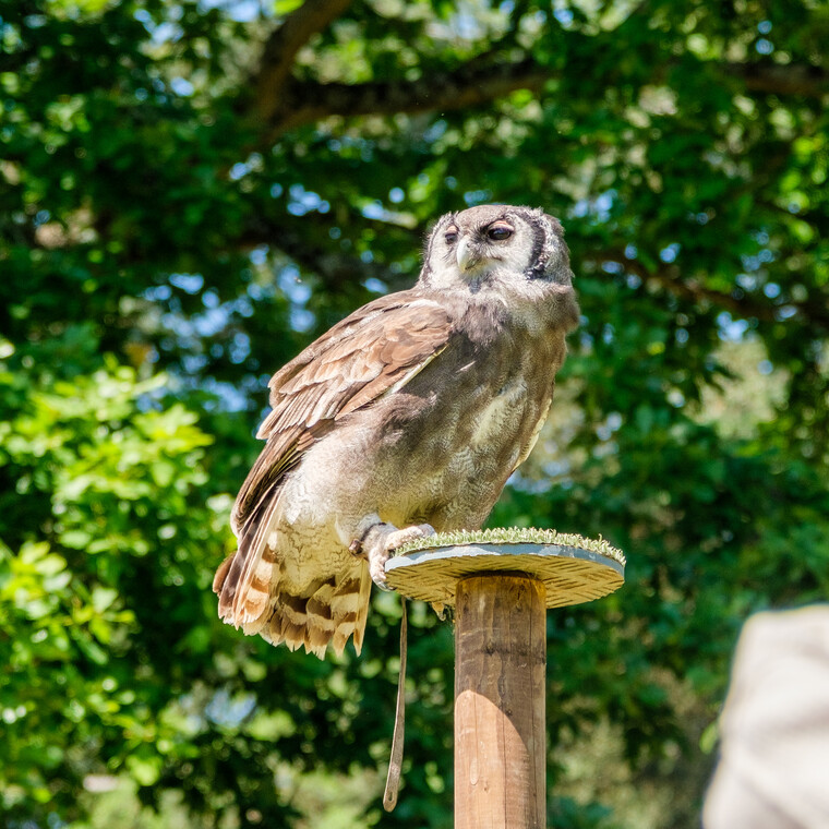 UK May '22 - The Castle (Warwick) 045.jpg